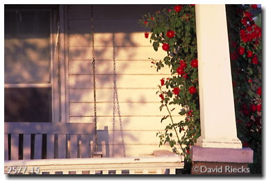 Roses growing on porch