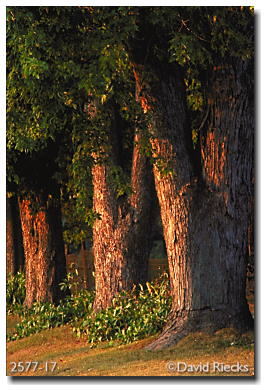 Maple trees, sunset