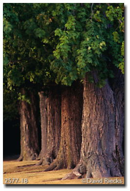 Maple trees, hazy sunset