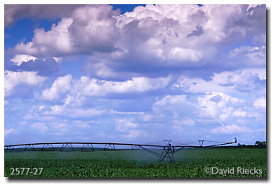 Irrigating corn