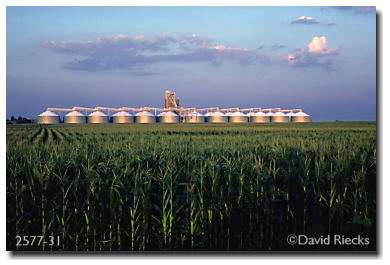 Grain elevators and corn field