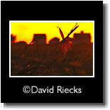 Corn stubble, three barns behind