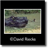 Boy driving water buffalo