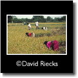 Women gathering rice by hand