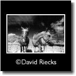 Horses in Infrared